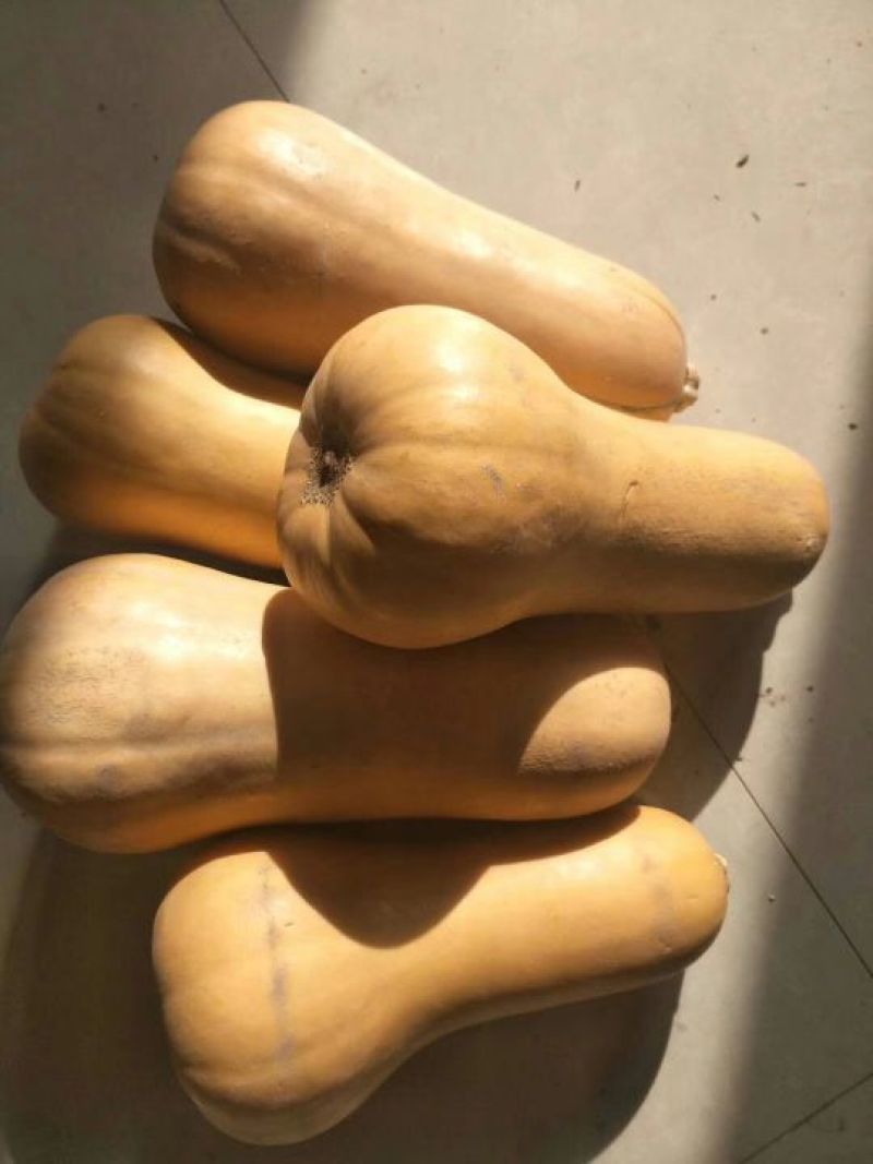 奶油南瓜