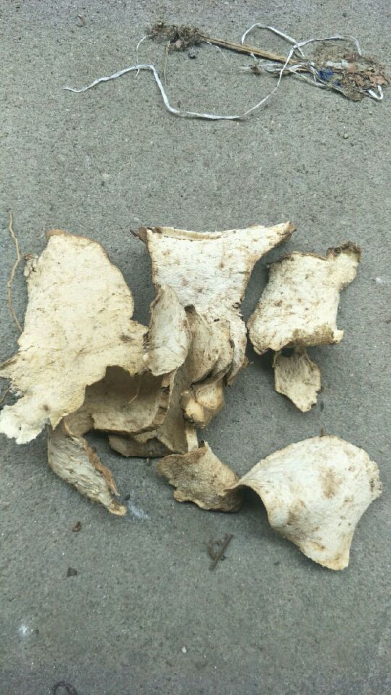 江西野生棉萆薢片/欢迎广大药商实地考察选购