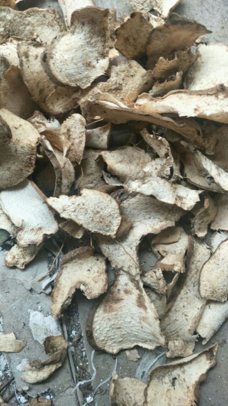 江西野生棉萆薢片/欢迎广大药商实地考察选购