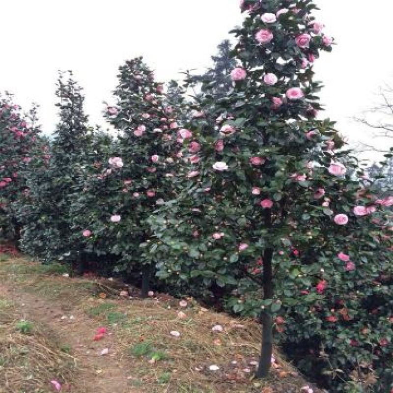 茶花