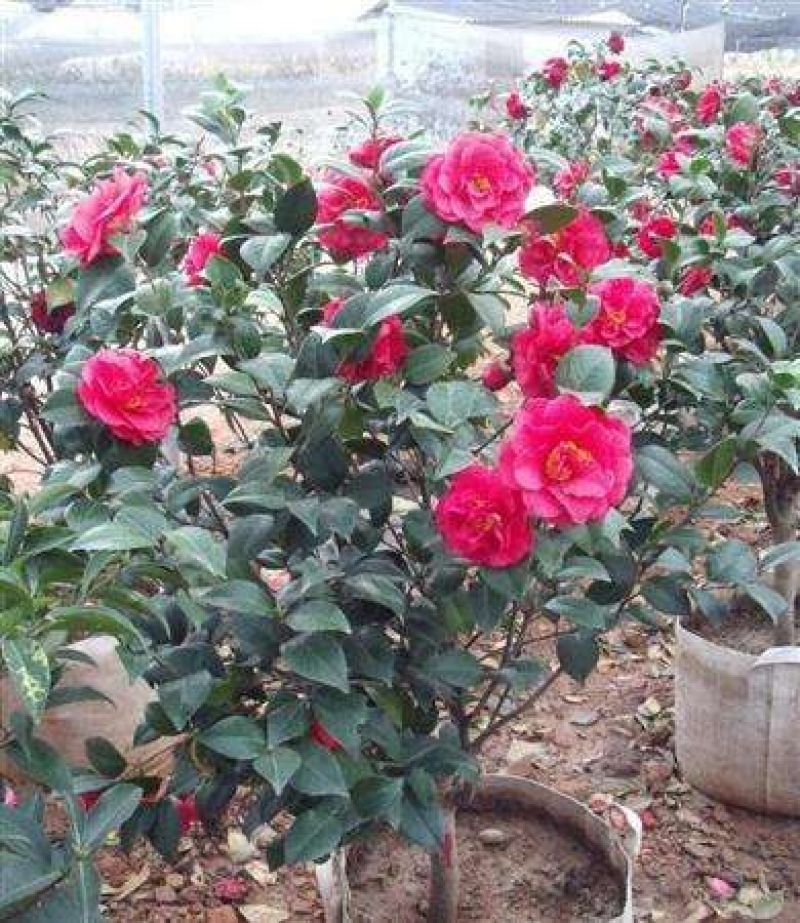 茶花