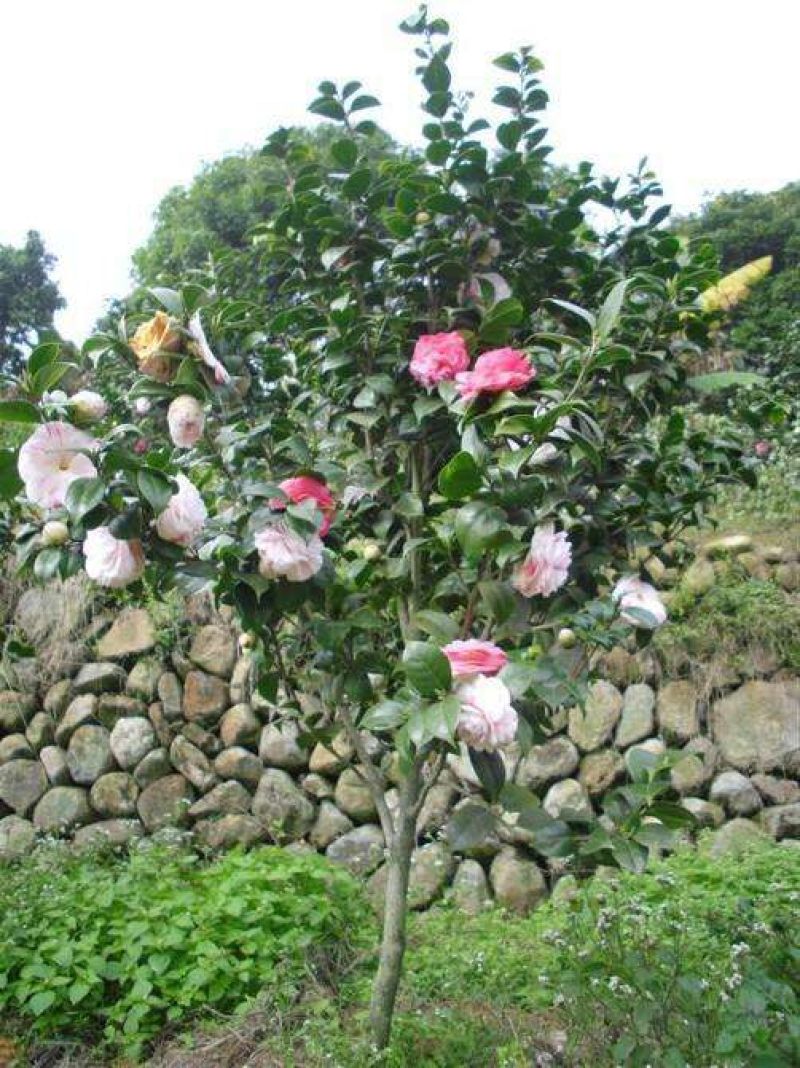 茶花