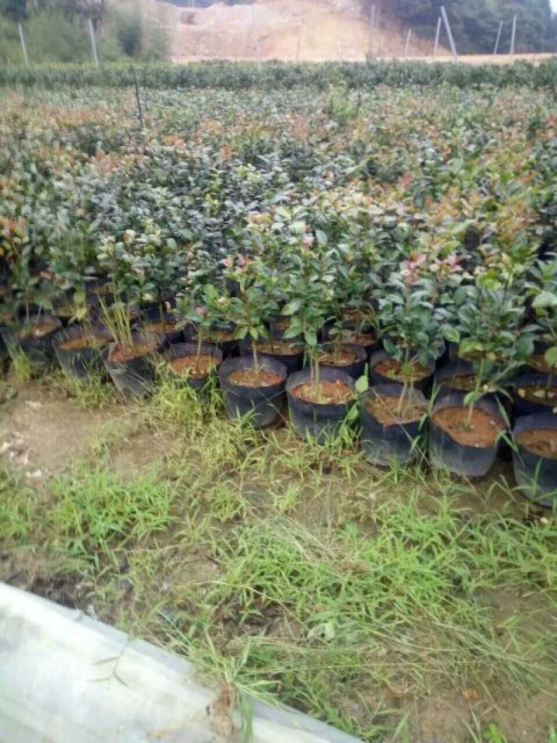 茶花