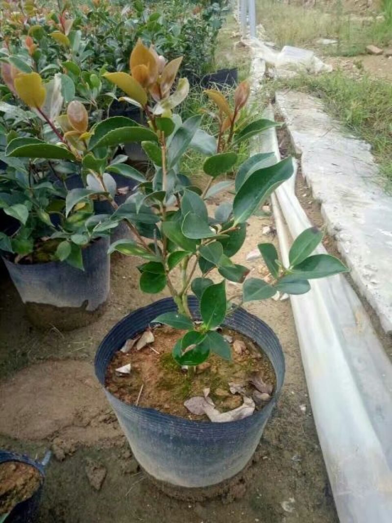 茶花