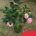 茶花