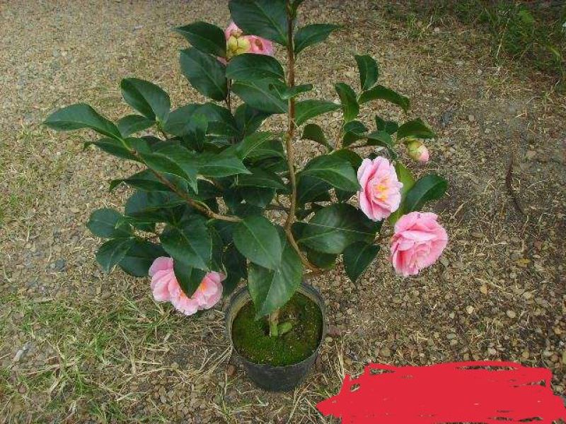 茶花