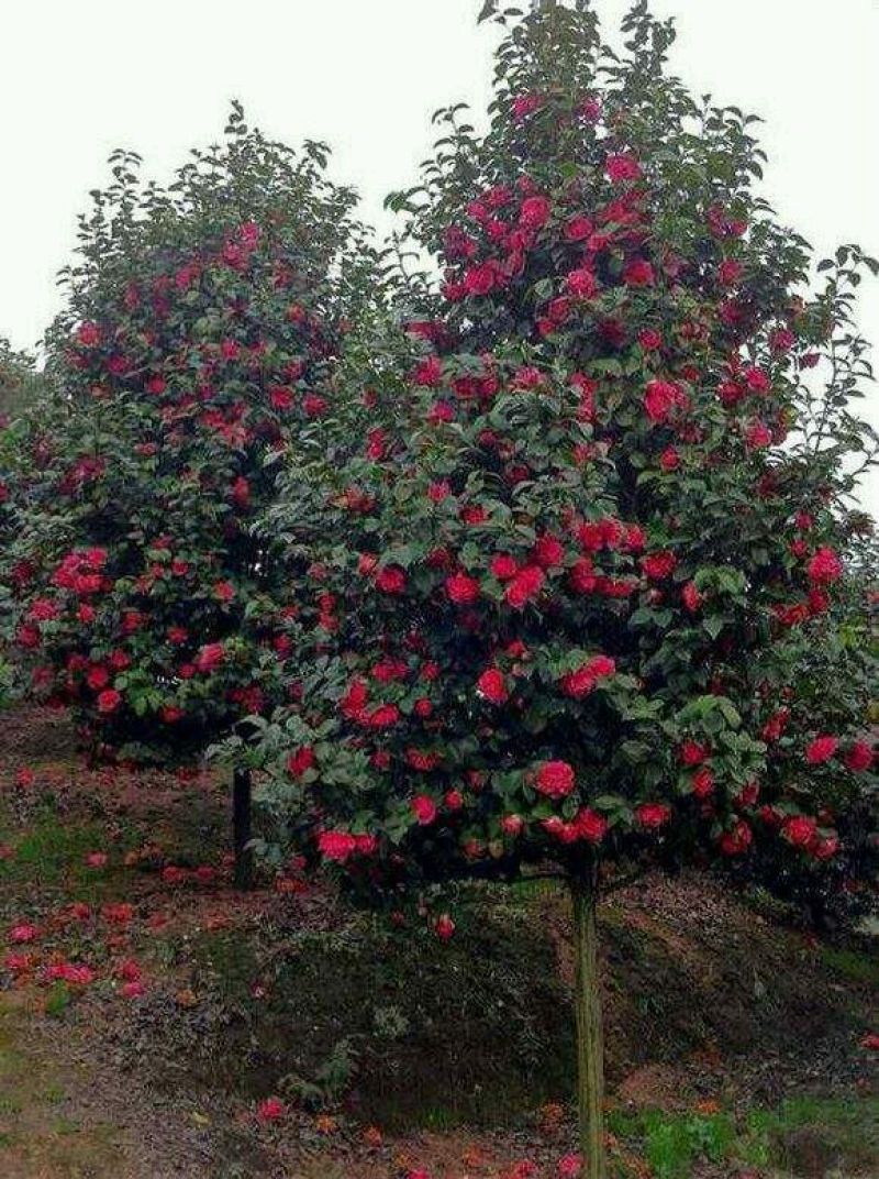 茶花