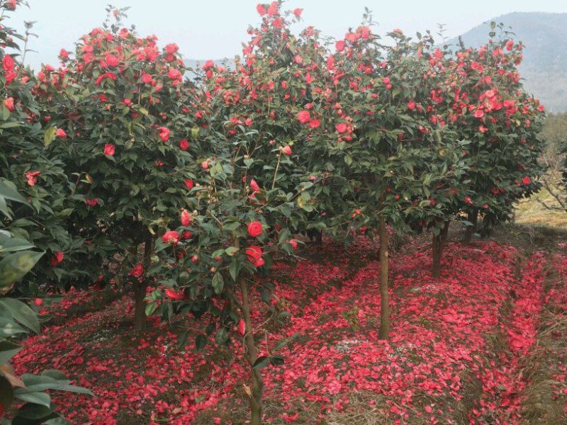茶花