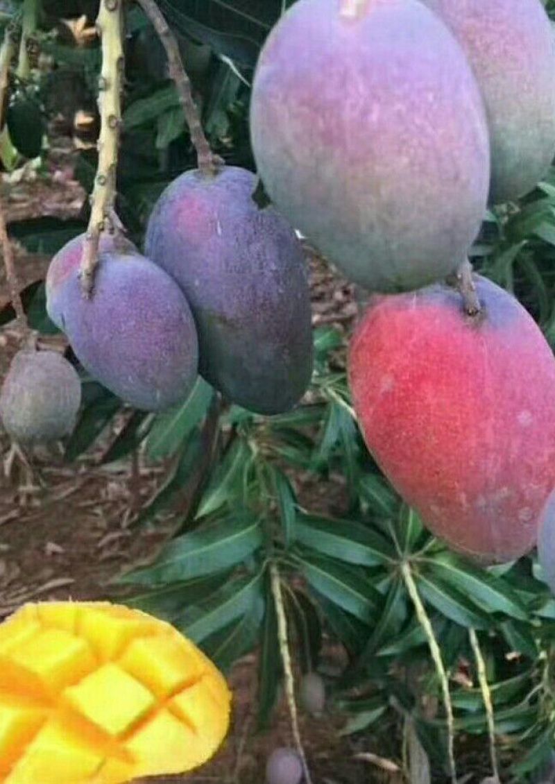 爱文芒果攀枝花芒果