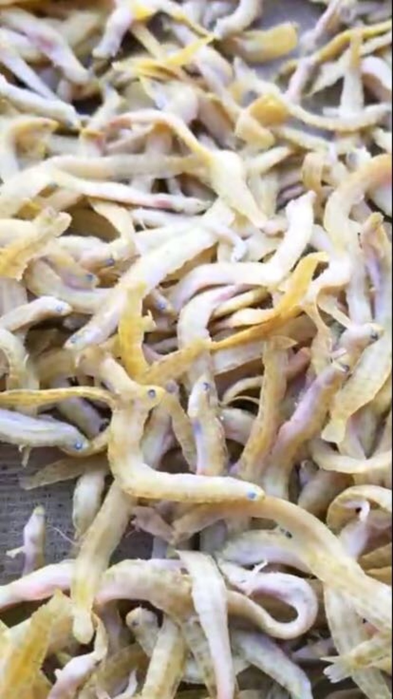 凤尾鱼