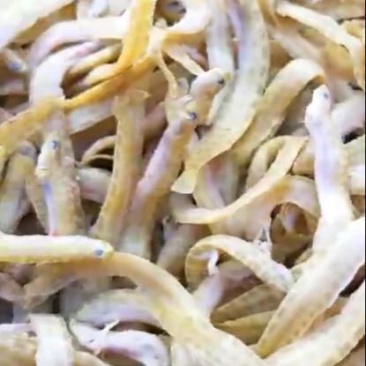 凤尾鱼
