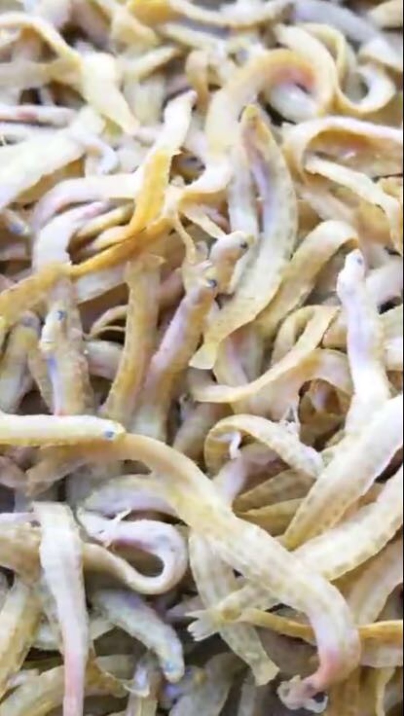 凤尾鱼