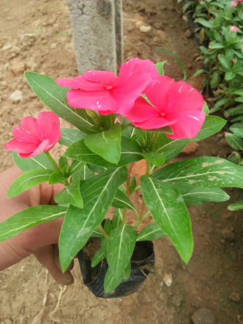 长春花又名天天开