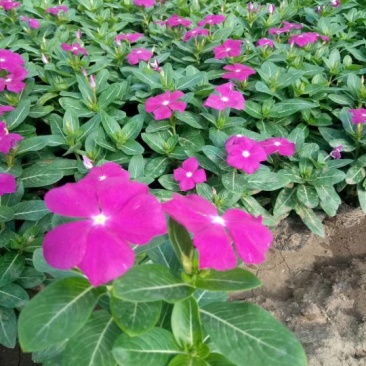 长春花又名天天开