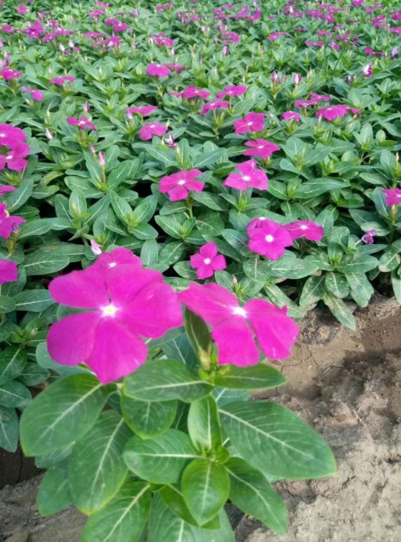 长春花又名天天开
