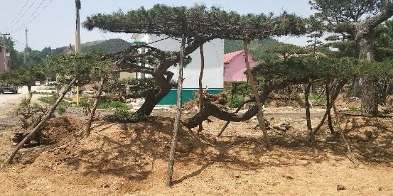 造型油松，造型黑松，平顶松，