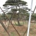 造型油松，造型黑松，平顶松，