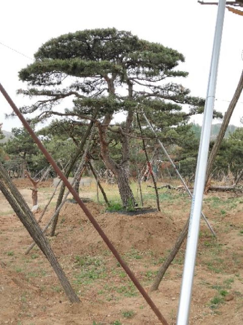 造型油松，造型黑松，平顶松，