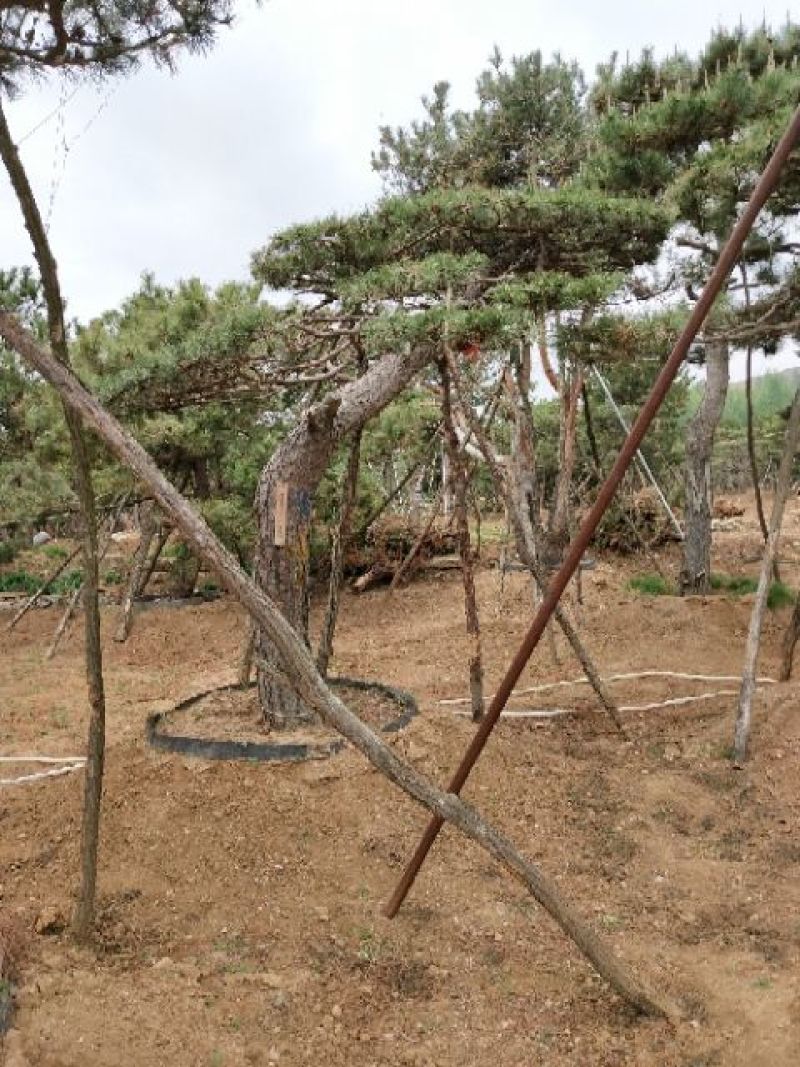 造型油松，造型黑松，平顶松，