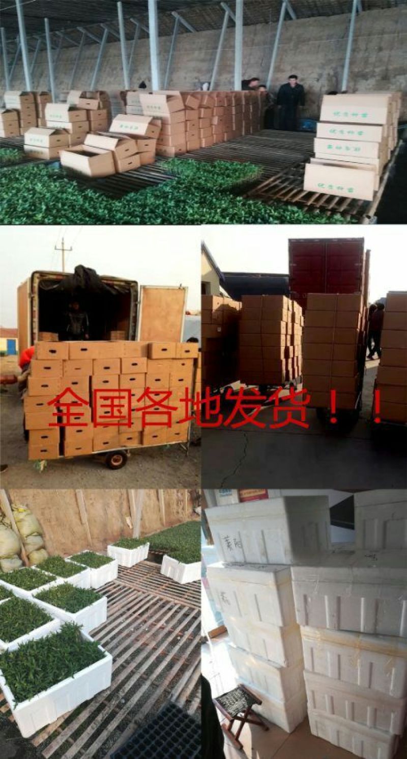 番茄种子越冬进口抗寒大果抗病毒早熟西红柿种孑口感好
