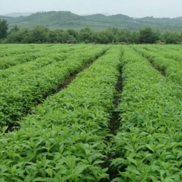 凉粉草，仙草大量供应
