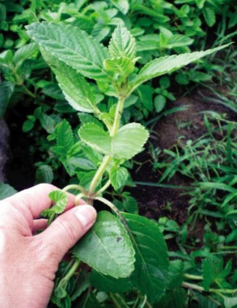 凉粉草，仙草大量供应