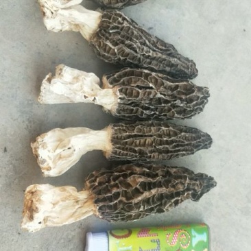羊肚菌干货