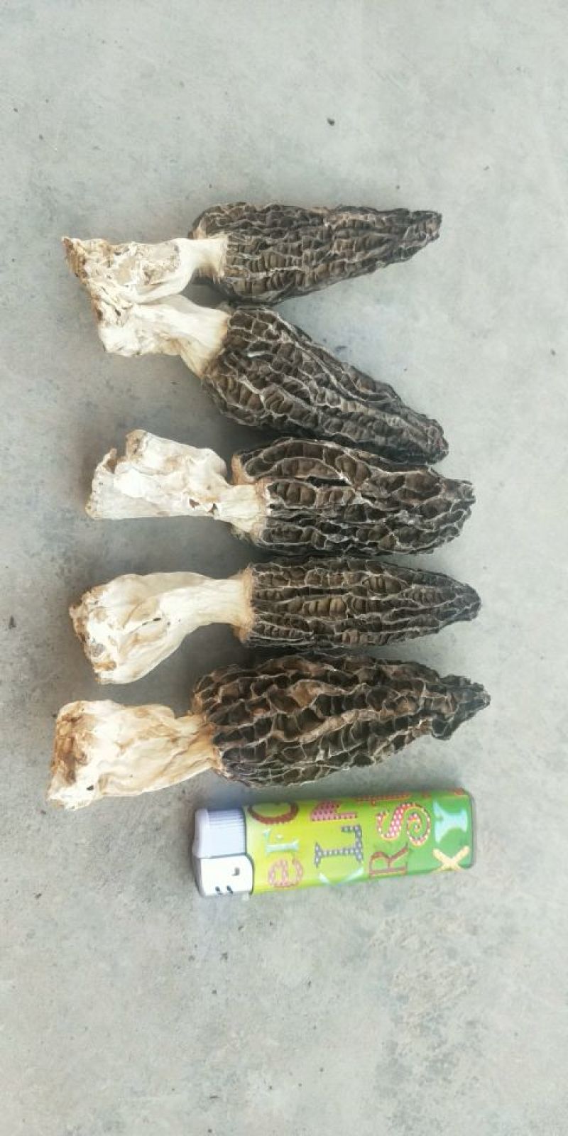 羊肚菌干货