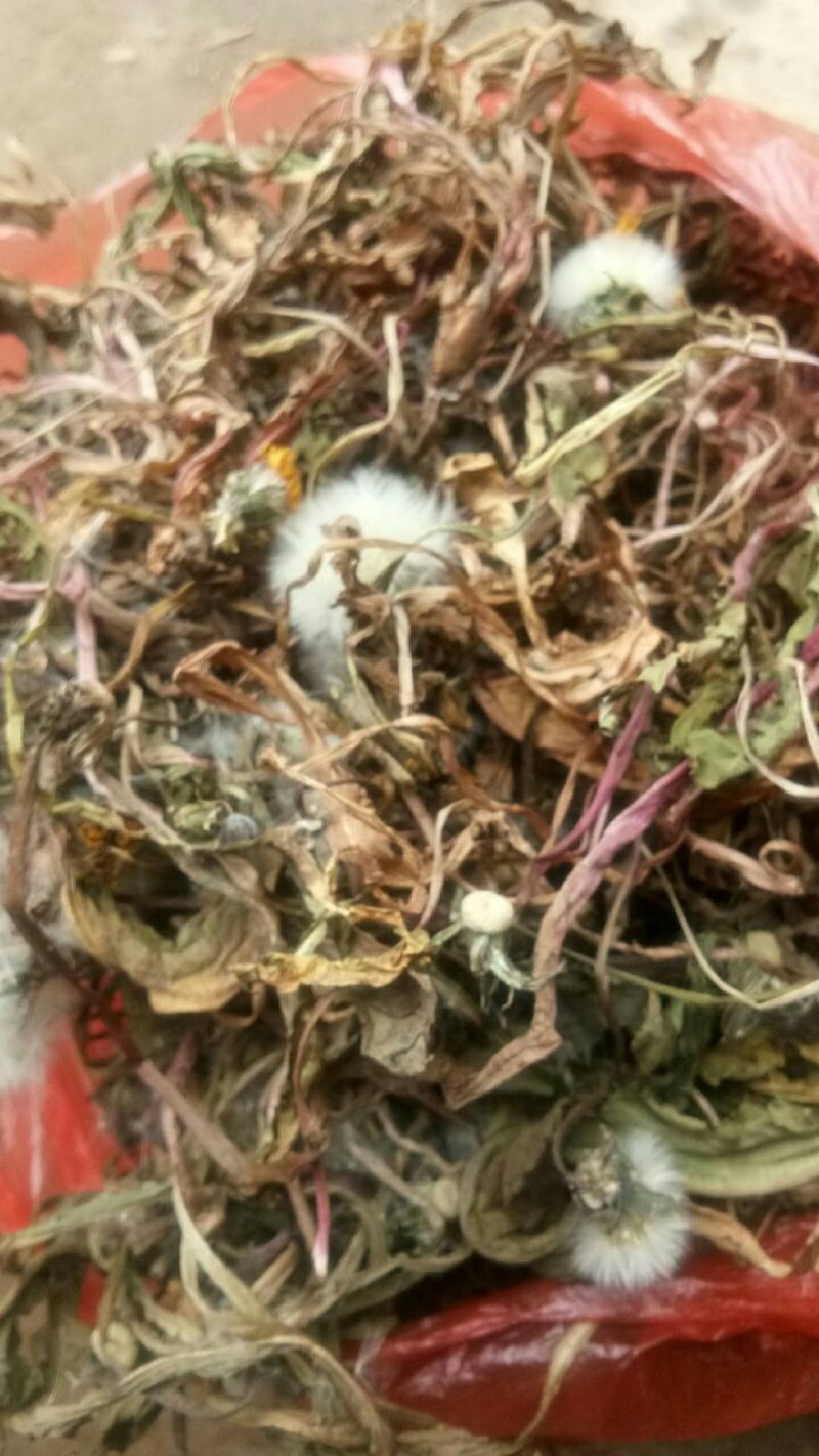 蒲公英