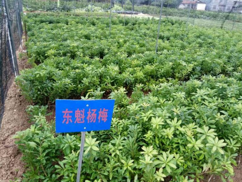【杨梅苗】东魁杨梅苗生长力强量大价优欢迎采购