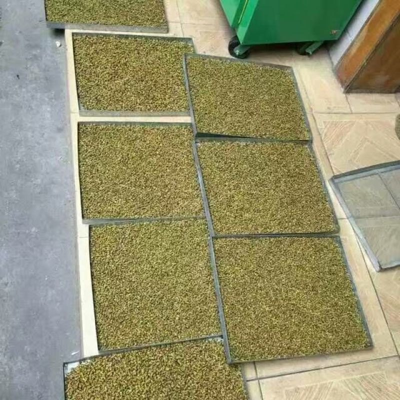 霍山石斛铁皮石斛石斛枫斗，合作社自产，可以打粉