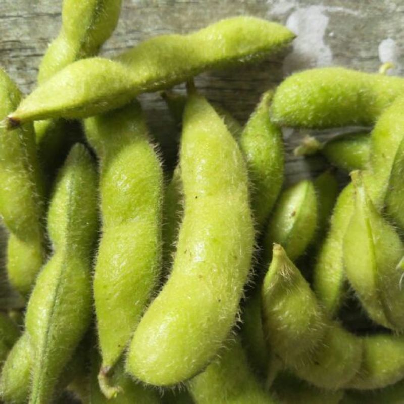 邳州市大青豆精品毛豆。便宜的免费的才是最贵的。