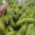 邳州市大青豆精品毛豆。便宜的免费的才是最贵的。