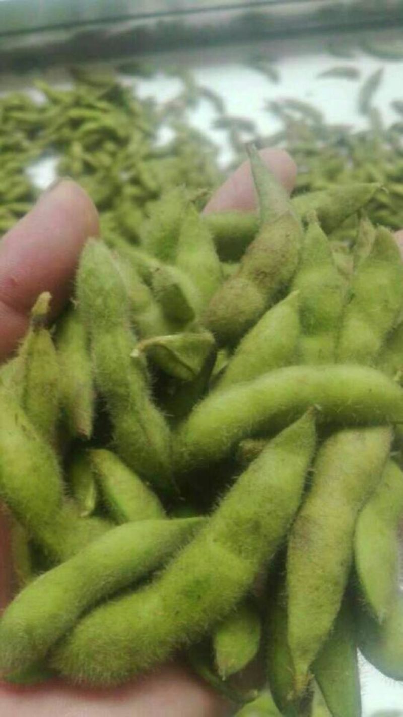 邳州市大青豆精品毛豆。便宜的免费的才是最贵的。