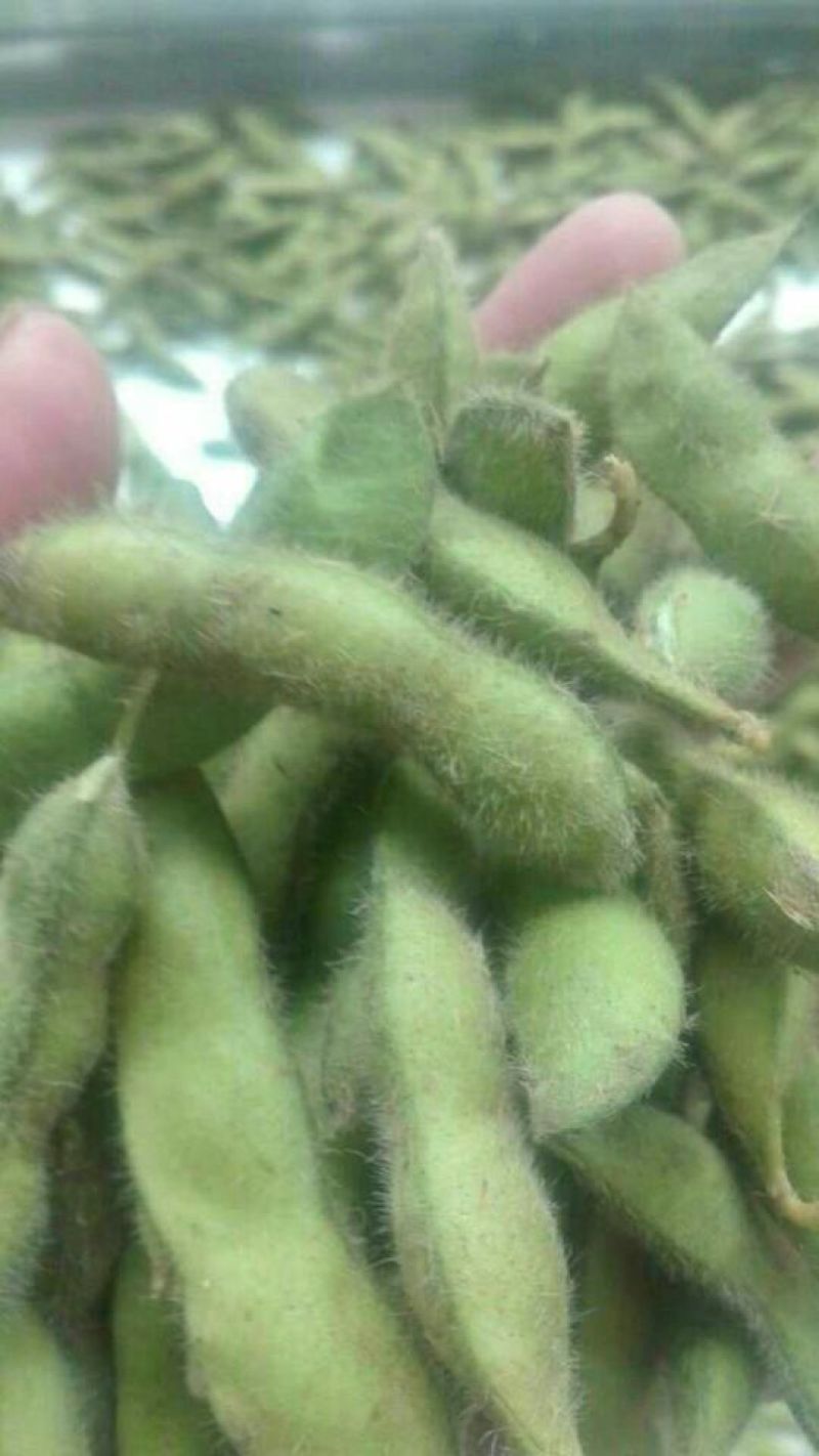 邳州市大青豆精品毛豆。便宜的免费的才是最贵的。