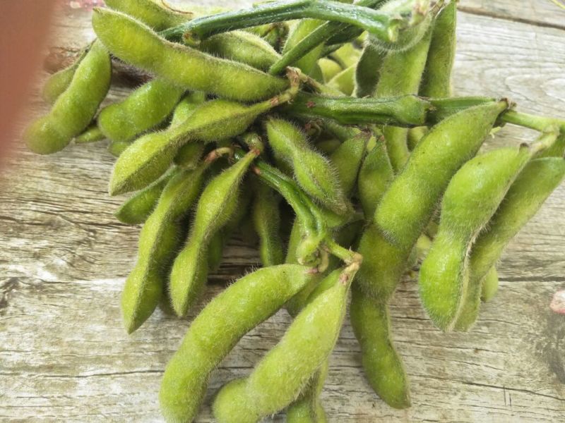 邳州市大青豆精品毛豆。便宜的免费的才是最贵的。