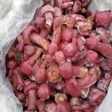 松伞蘑菇精品干货新鲜冻货