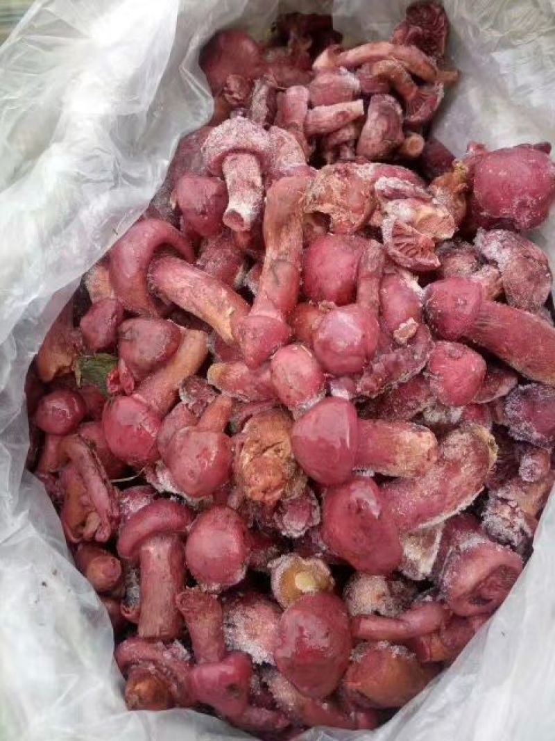 松伞蘑菇精品干货新鲜冻货