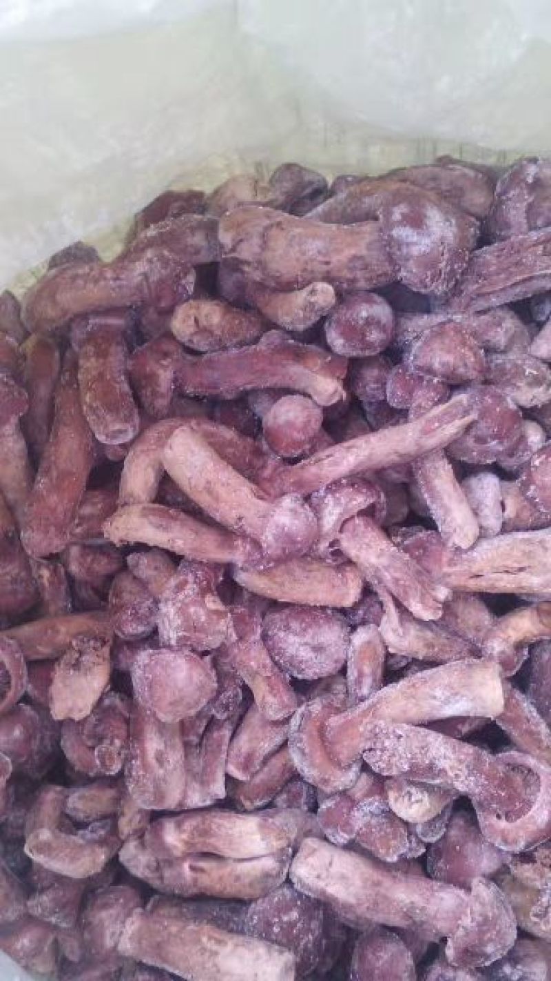 松伞蘑菇精品干货新鲜冻货