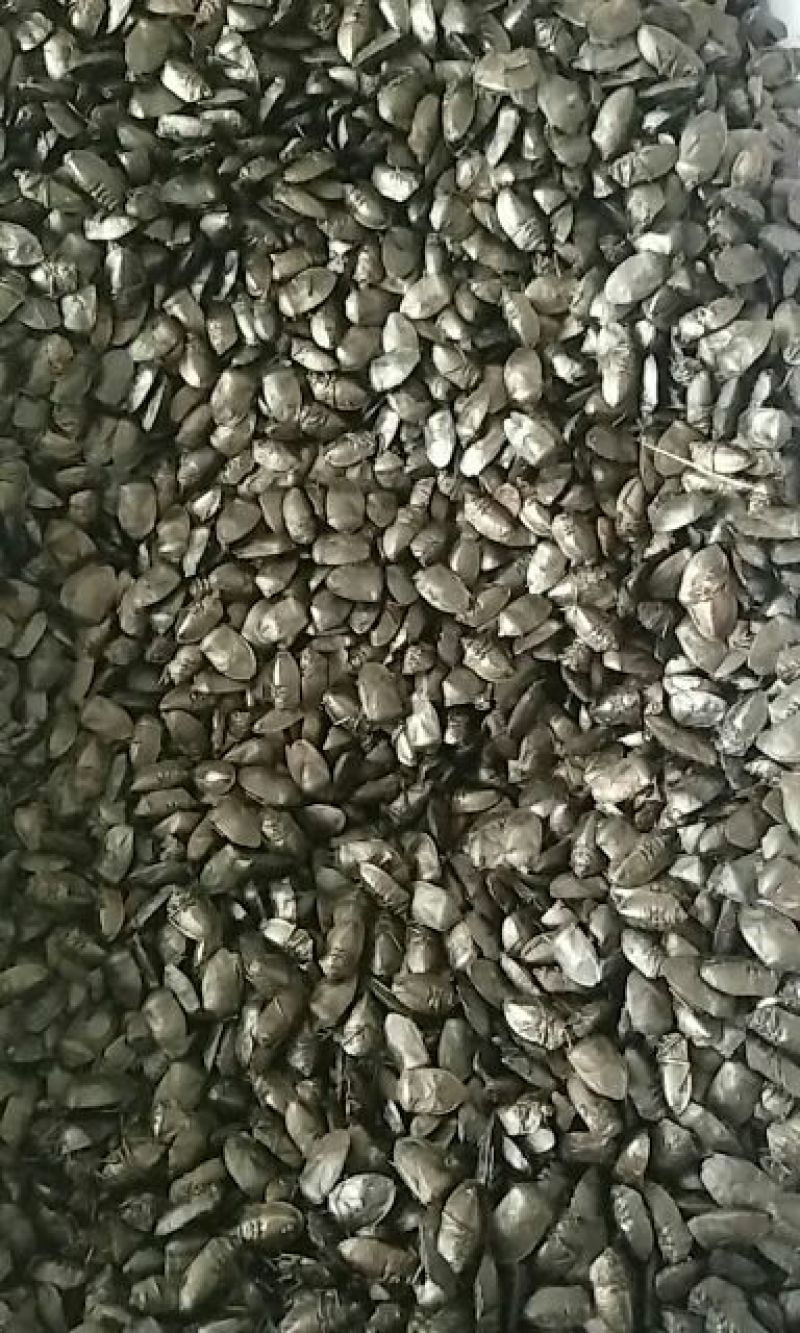 小九香虫，河南产，无粉末，价格实惠