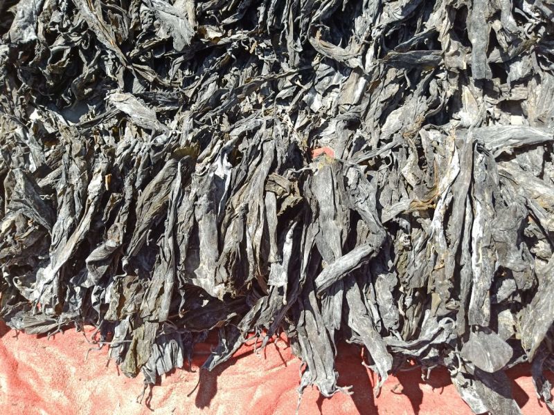 海带头45-50公分海带头干海带头水洗烘干海带头海带产地