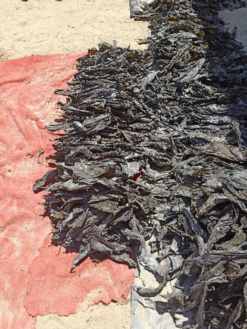 海带头45-50公分海带头干海带头水洗烘干海带头海带产地