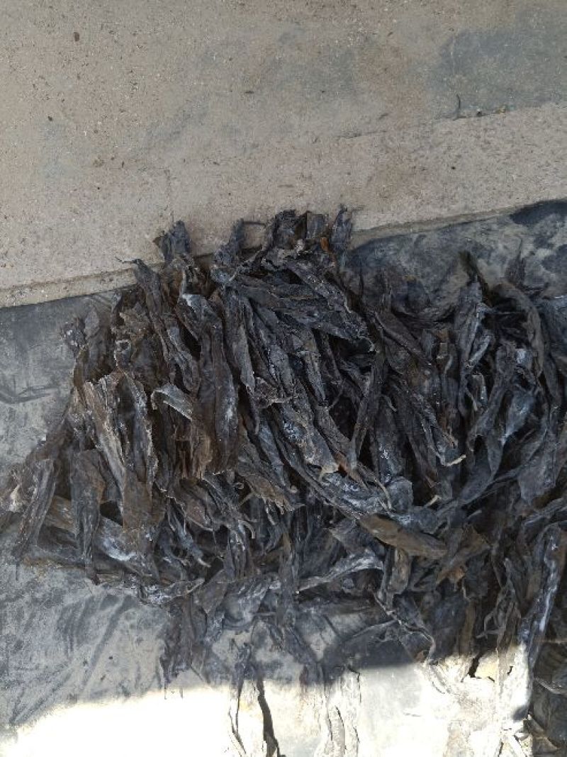 海带头45-50公分海带头干海带头水洗烘干海带头海带产地