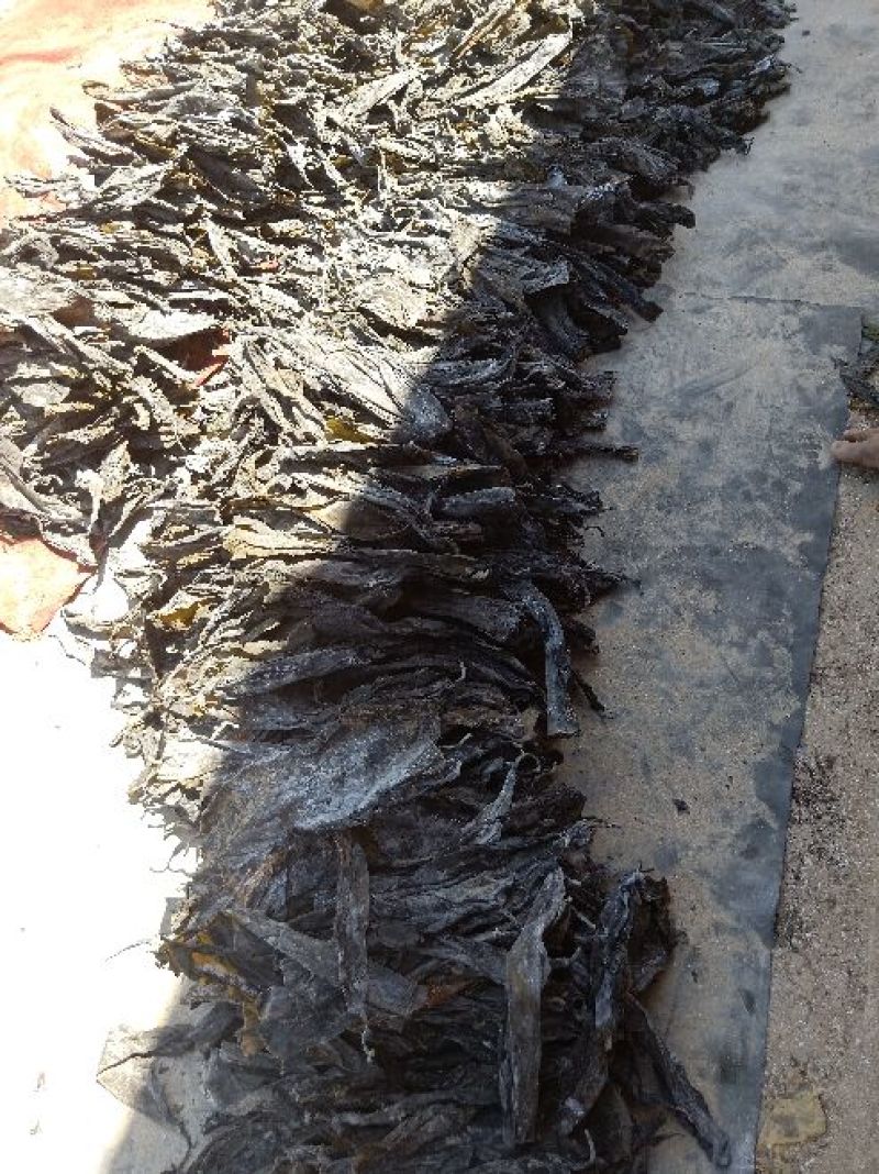 海带头45-50公分海带头干海带头水洗烘干海带头海带产地