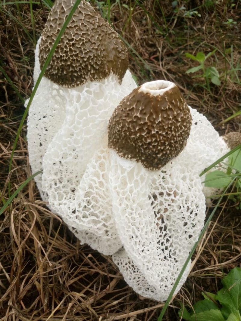 竹荪干货