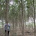 白榆