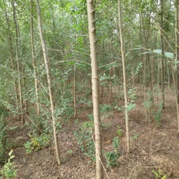 白榆