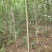 白榆