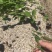 番荔枝苗30~50cm释迦芽苗土番