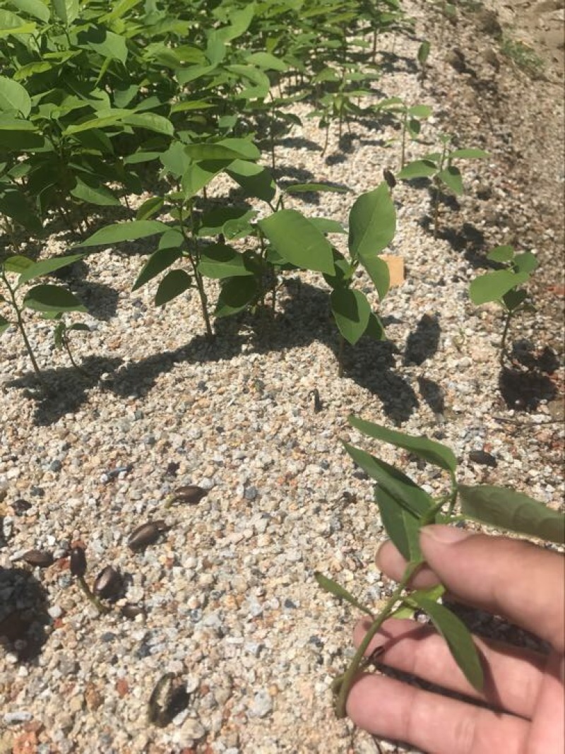番荔枝苗30~50cm释迦芽苗土番